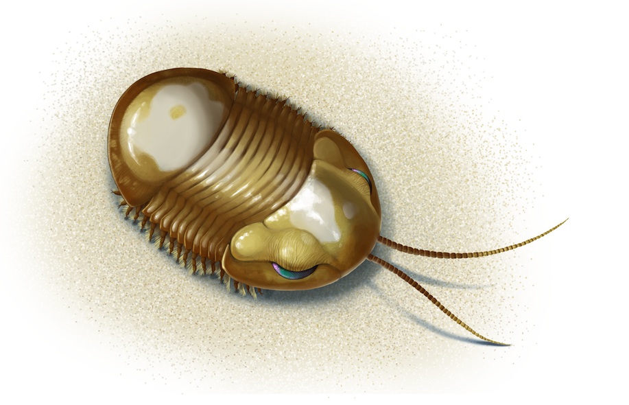 An Illustration by Mary Williams of a Silurian Busmatus trilobite based on specimens of Bumastus chicagoensis and other closely related species from the Chicago area.